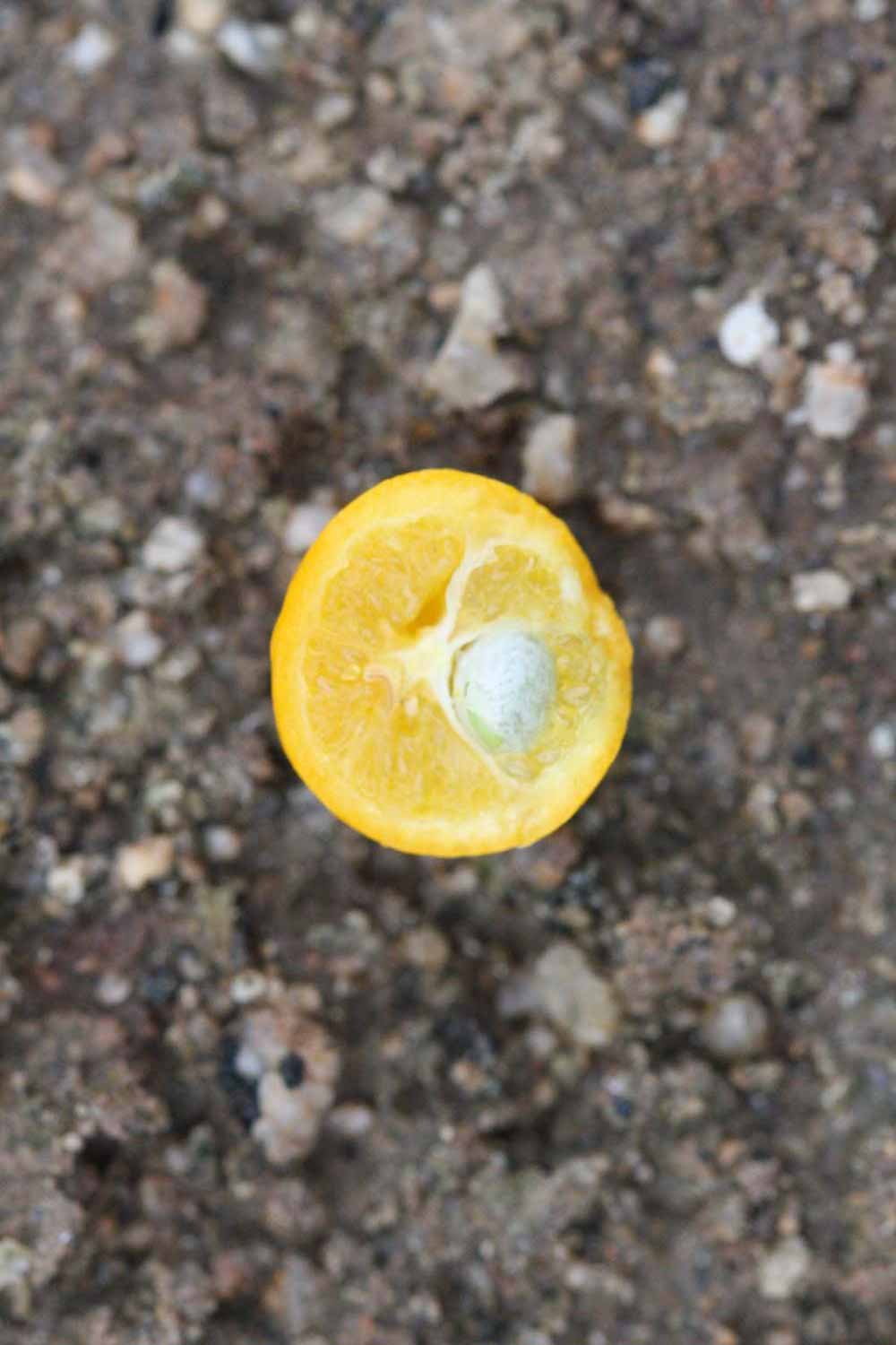            Fruit cross-section (Riverside, CA)   